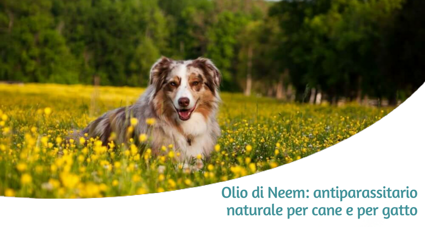 Olio di Neem antiparassitario per cane e gatto